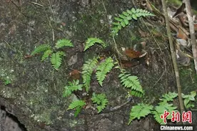 韶关丹霞山发现蕨类植物新种——国达铁角蕨图片