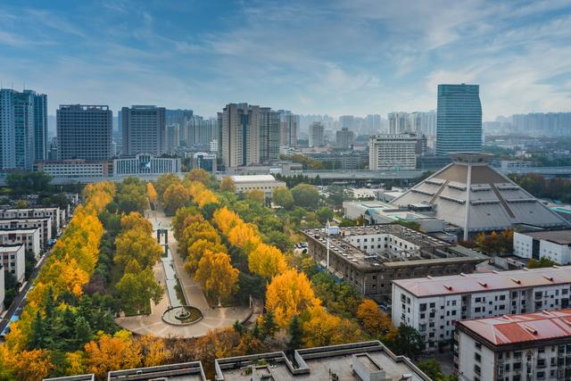 深秋郑州文博广场：600株银杏绘就“金色画卷” 邂逅浪漫秋韵