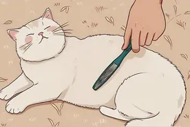 悄悄告诉你，猫见到你就 “躺下打滚”，不止是爱你图片