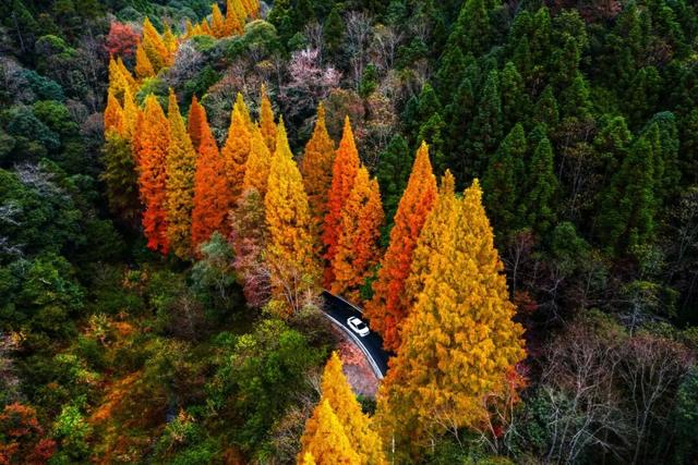 不止看风景！金森零碳玩法，扫码给将乐旅行加份“绿buff”