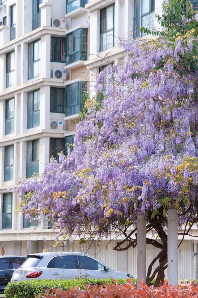 想把临沂的春天打包送给你，临沂最全赏花攻略来了