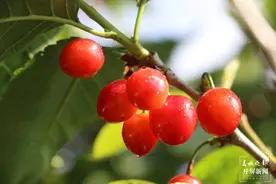 美好生活在云南｜大理南涧无量山樱桃熟啦！图片