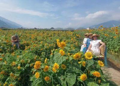 【跟着火把节游凉山】德昌麻栗镇民主村：向日葵花海绽放 开启夏日浪漫之旅
