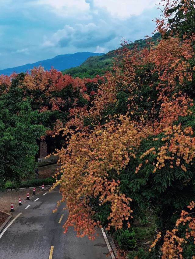 秋日画卷 | 去宁南 赴一场温泉与栾树的秋日之约