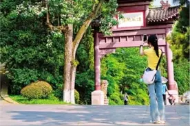 “百木之王”楸树繁花满枝 黄鹤楼公园、铁机路等处都能观赏图片