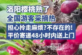 洛阳樱桃采摘热！快递揽收点搬进果园拼性价比，游客：我还没回家，土特产先到家了图片
