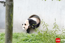 “顶流明星”开始营业 “福宝”的一天是怎样度过的？图片