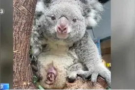 考拉🐨也有育儿袋？南京红山出袋小考拉等你来取名~图片