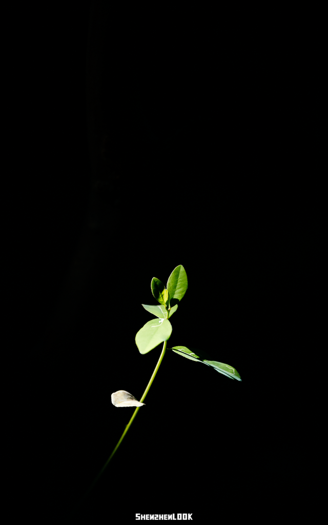 开在公园里的玻璃书房 · 深圳新安静空间