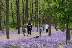 你好，“邻居”——与城市多样生物相处之道图片