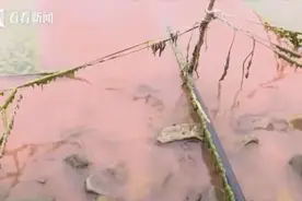 海域出现异象，一到傍晚就变粉红色！居民：20多年第一次见到…图片