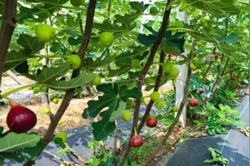 好品山东丨甜蜜飘香 无花果变身群众增收“幸福果”图片