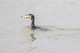 ‌鸬鹚是捕鱼能手‌图片