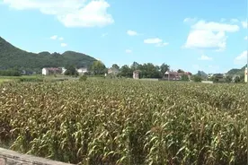 普定县马官镇：东西部协作结硕果 高粱收割紧锣密鼓图片