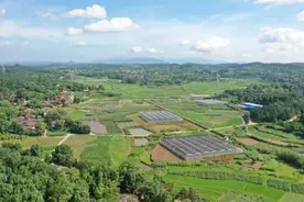 科普动起来｜蔬菜生产受持续雨水或洪涝影响？减损技术指导意见来了图片