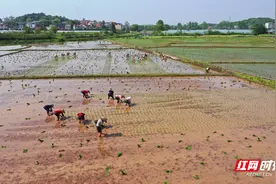 湖南祁东：谷雨将至 早稻插秧忙图片