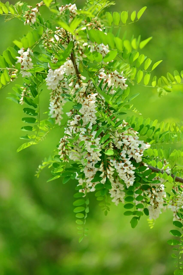 明确了！淄博的春天这样玩，过瘾