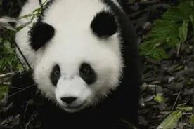 中国建设世界最大国家公园体系 守护万物和谐共生图片