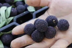 55元一斤！很多温州人已迫不及待！老板：本地产的要推迟上市图片