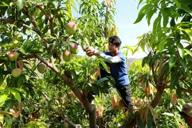 华坪县早熟芒果陆续上市图片