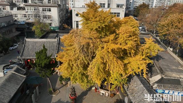 90%青岛人都不知道，市区藏着1300余岁古银杏，现在到了它最美的季节