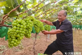 河南孟州：葡萄飘香引客来 园主承诺“不甜不要钱”图片