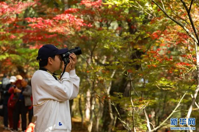 昆明迎来最美赏枫季 打卡攻略奉上