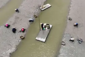 土里淘“金”！蕉城贵岐海蛏丰收啦图片