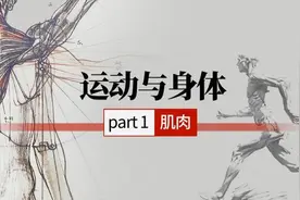 博尔特、苏炳添为何跑得快？肌肉里藏答案图片