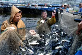 乡村振兴｜业旺鱼肥夏捕忙图片