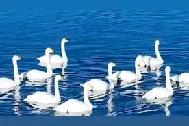 联播观察·向总书记报告丨DeepSeek大数据揭秘！四川野生动物顶流榜单来了图片