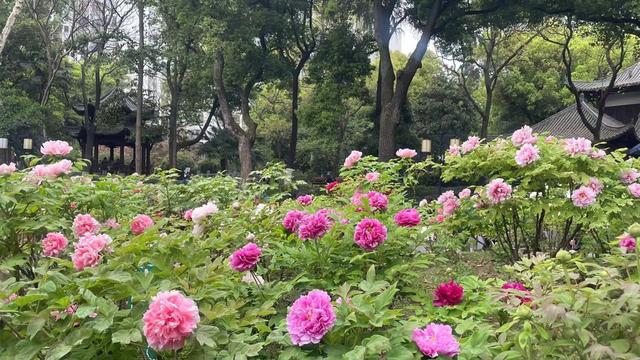 长江畔，汉阳公园30种500株数千朵牡丹起宏图！“黑牡丹”独一份，限时四五天！赶紧冲