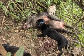 求解野猪扰民④丨直面挑战：自然天敌、赏金猎人与致害补偿图片