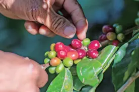 云南咖啡产业深度观察（二） 保山普洱两大产区暗战“精品咖啡”图片