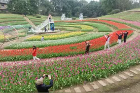 图片新闻｜长寿湖今春首批郁金香绽放图片