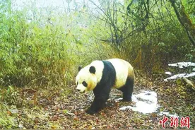 甘肃境内野生大熊猫“萌态”频现图片