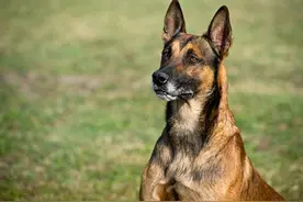 五种狗狗异常行为：第四点最严重，第五点易忽视图片