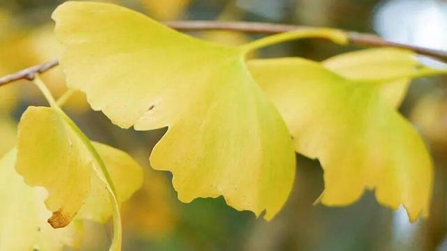 醉美秋色！福州鼓岭迎来“颜值巅峰”期！