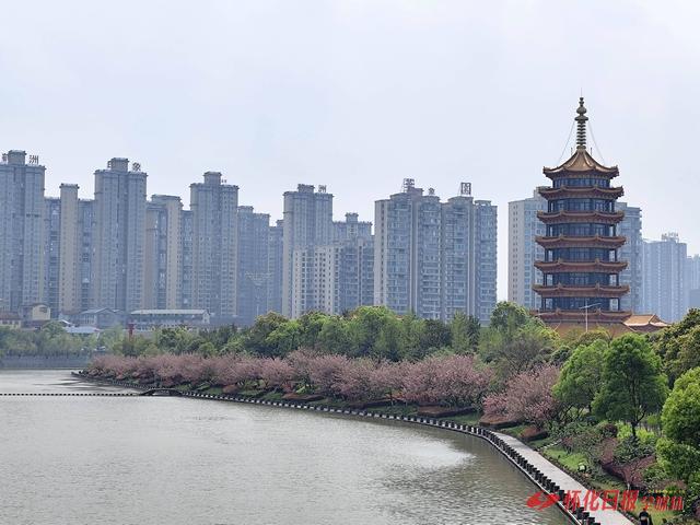 雨过天晴春光盛 鹤鸣洲樱花绽放引游人