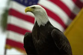 拜登签署法案：正式将白头鹰定为美国国鸟图片