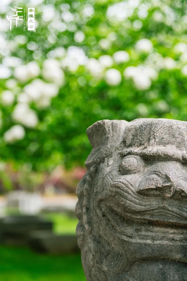 花样秦淮｜绣球花开