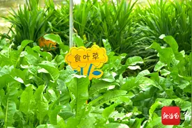 五指山食叶草走红网络，到底是什么神秘野菜？图片