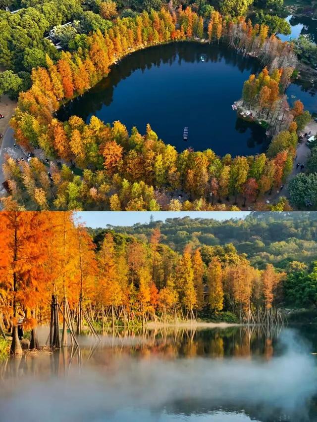 大美青秀山 | 叶子花园、丘石花园、音乐大草坪、金杉湖即将迎来冬日最佳观赏期！