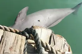 网友称福建连江海边发现死亡海豚，当地：仍在搜寻，正调查视频真实性图片