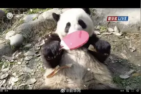 大熊猫过生日赶上了奥运会图片