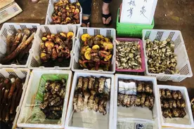 @昆明人 松茸价格有所下降！6月底将大量上市，好这口的再等等图片