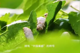 县域新气象丨不吐丝的蚕更赚钱，乐至打造“中国白僵蚕之乡”图片