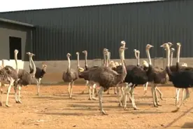 （乡村行·看振兴）鸵鸟“鸵”起致富梦 塞北小城山西天镇特色养殖兴村富民图片