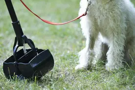 事关养犬，4月1日起正式施行！图片