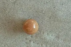 极为罕见！大连渔民吃海螺时，竟然吃出海螺珠，天然形成无法人工培植图片